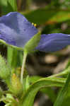 Virginia spiderwort